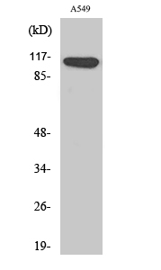 Western Blot analysis of various cells using Liprin β1 Polyclonal Antibody diluted at 1:2000