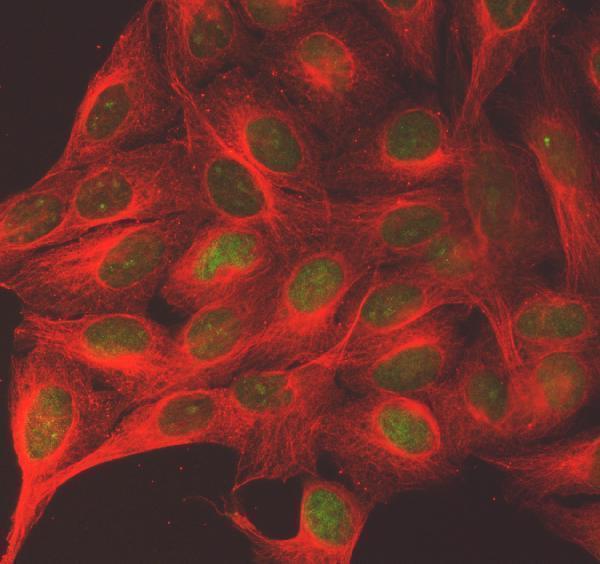 a08632 sgo2 primary antibodies if testing 2