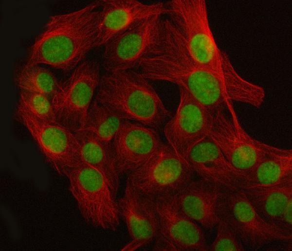 a08633 3 luc7l3 primary antibodies if testing 12