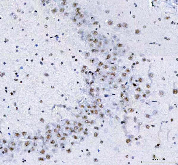 a08633 3 luc7l3 primary antibodies ihc testing 10
