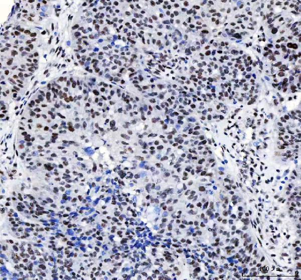 a08633 3 luc7l3 primary antibodies ihc testing 6