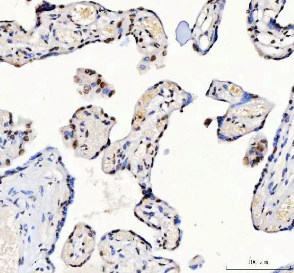a08633 3 luc7l3 primary antibodies ihc testing 7