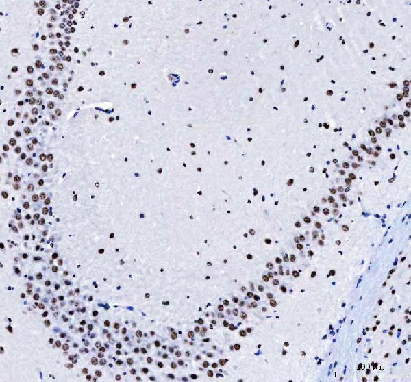 a08633 3 luc7l3 primary antibodies ihc testing 8