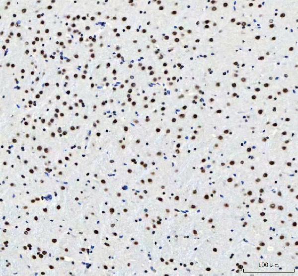 a08633 3 luc7l3 primary antibodies ihc testing 9