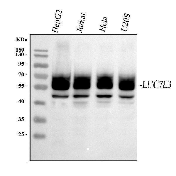  Western blot analysis of CROP/LUC7L3 using anti-CROP/LUC7L3 antibody (A08633-3)