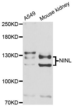 a08634 ninl primary antiboties wb testing 1