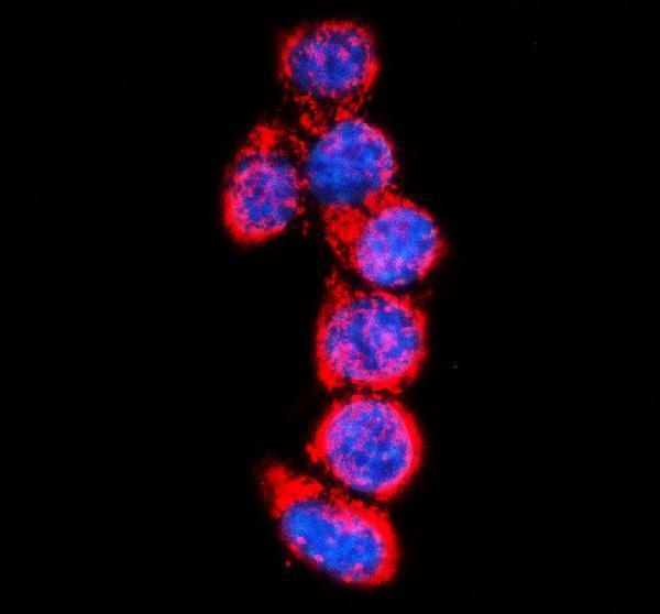 a08635 hmcn1 primary antibodies if testing 1