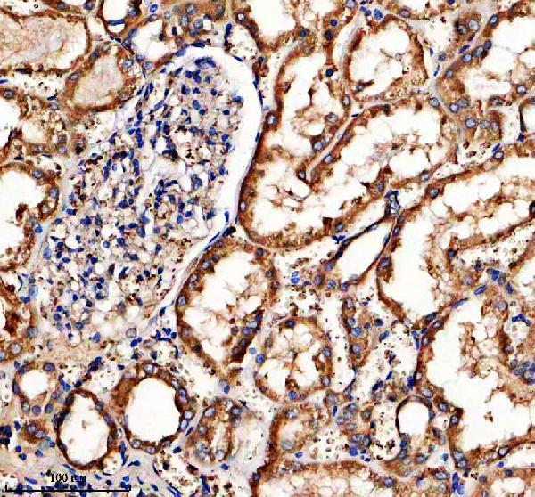 IHC analysis of HMCN1 using anti-HMCN1 antibody (A08635)