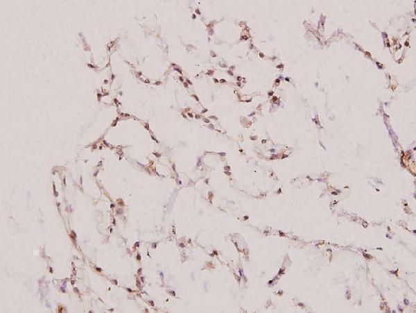 a08637 1 uba7 primary antiboties ihc testing 2