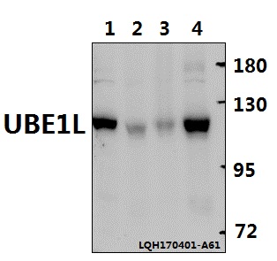 a08637 1 uba7 primary antiboties wb testing 1