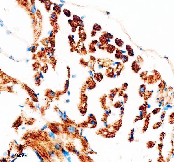 a08638 2 ndufb11 primary antibodies ihc testing 2