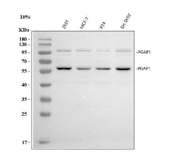 a08640 pgap1 primary antibodies wb testing 1
