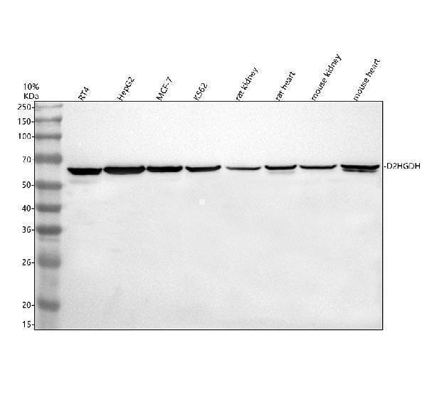 a08642 d2hgdh primary antibodies wb testing 1