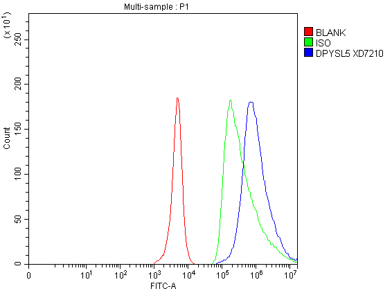 Flow Cytometry analysis of SH-SY5Y cells using anti-DPYSL5 antibody (A08644-1)