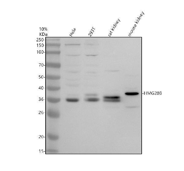 a08646 3 hmg20b primary antibodies wb testing 1