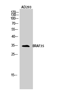 Western Blot (WB) analysis of AD293 cells using BRAF35 Polyclonal antibody