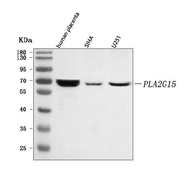 a08649 pla2g15 primary antibodies wb testing 1