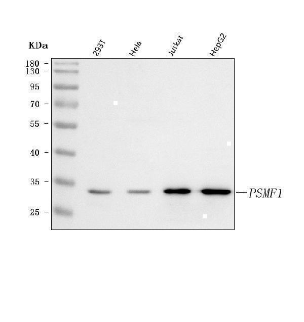  Western blot analysis of PSMF1 using anti-PSMF1 antibody (A08650-2)