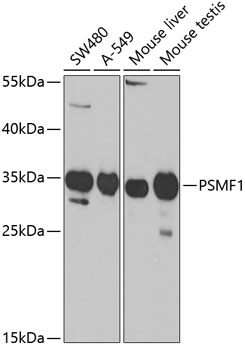 Western blot analysis of extracts of various cell lines, using PSMF1 Antibody  at 1:1000 dilution