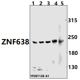 a08655 1 znf638 primary antiboties wb testing 1