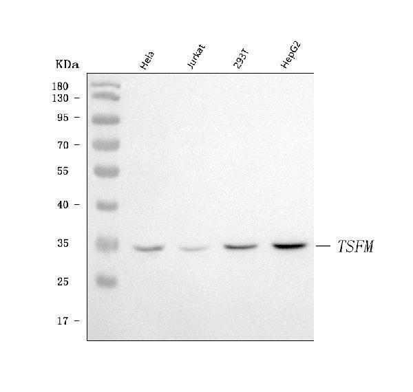  Western blot analysis of EF-Ts/TSFM using anti-EF-Ts/TSFM antibody (A08656-2)
