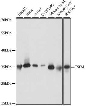 a08656 tsfm primary antiboties wb testing 1