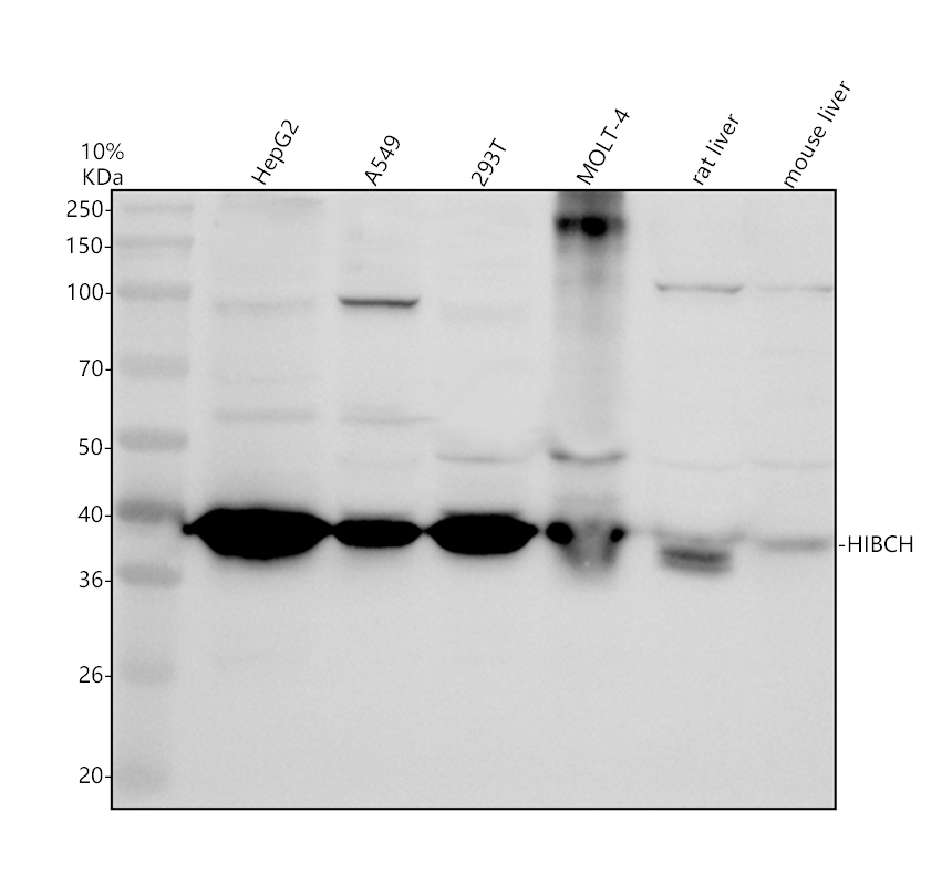 a08660 1 hibch primary antibodies wb testing 1