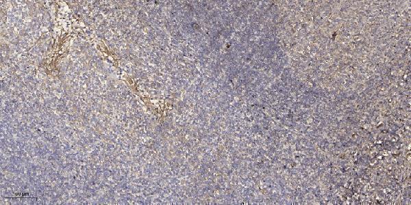 a08661 1 stmn3 primary antibodies ihc testing 1