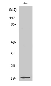 a08661 1 stmn3 primary antibodies wb testing 2