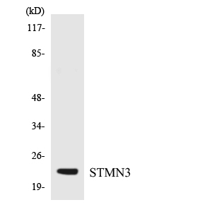 a08661 1 stmn3 primary antibodies wb testing 3