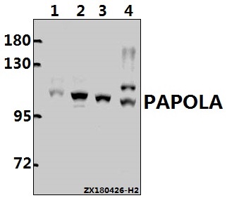Western blot (WB) analysis of PAPOLA pAb at 1:1000 dilution
Lane1:HCC827 whole cell lysate(40ug)
Lane2:The Embryo tissue lysate of Mouse(40ug)
Lane3:PMVEC whole cell lysate(40ug)
Lane4:EC9706 whole cell lysate(40ug)