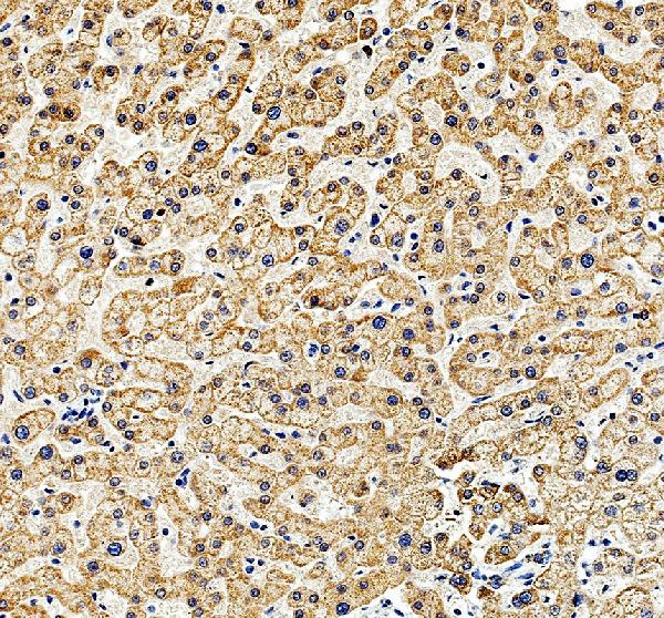 a08669 hoga1 primary antibodies ihc testing 5