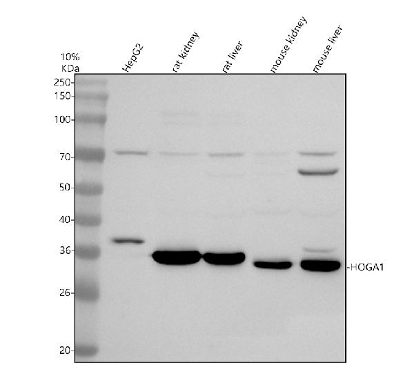 Western blot analysis of HOGA1 using anti-HOGA1 antibody (A08669)