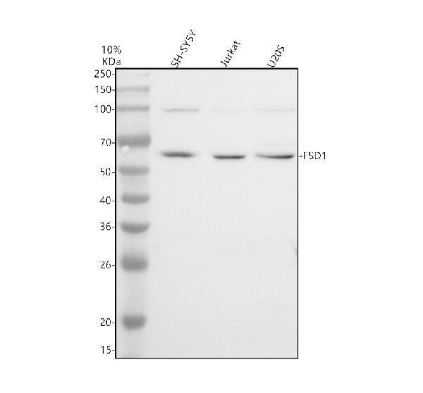 a08672 2 fsd1 primary antibodies wb testing 1