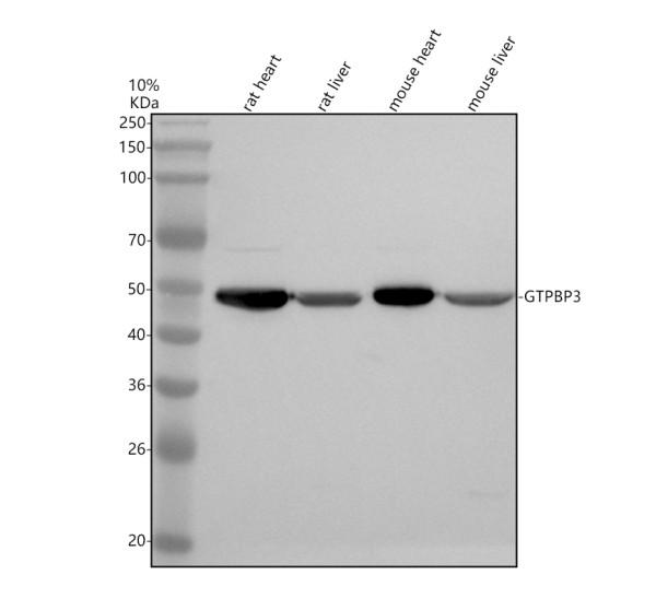a08674 2 gtpbp3 primary antibodies wb testing 1