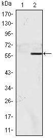 Western Blot analysis using NAC-1 Monoclonal Antibody against HEK293 (1) and NACC1-hIgGFc transfected HEK293 (2) cell lysate