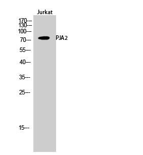a08677 pja2 primary antibodyes wb testing 1