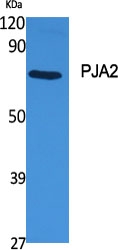 a08677 pja2 primary antibodyes wb testing 2