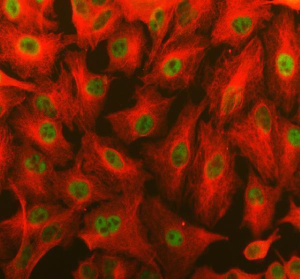 a08678 1 yaf2 primary antibodies if testing 1