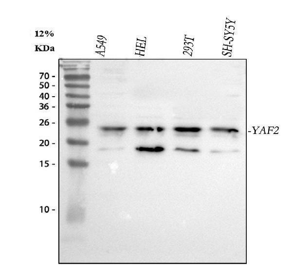 a08678 1 yaf2 primary antibodies wb testing 1