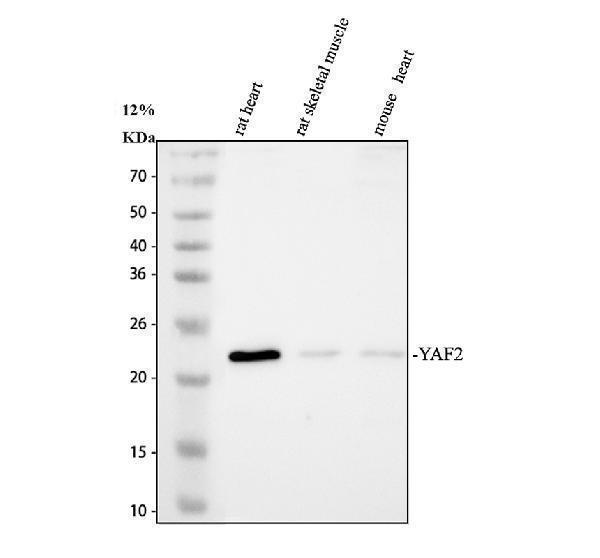 a08678 1 yaf2 primary antibodies wb testing 1_1
