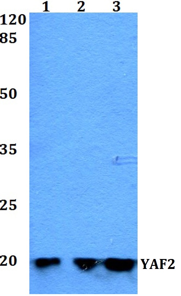 a08678 yaf2 primary antiboties wb testing 1