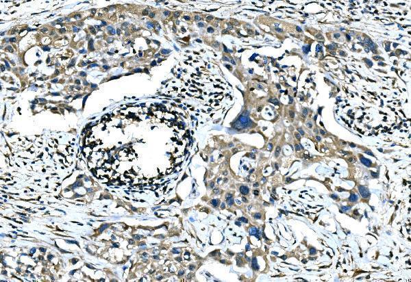 a08680 2 cnn2 primary antibodies ihc testing 2