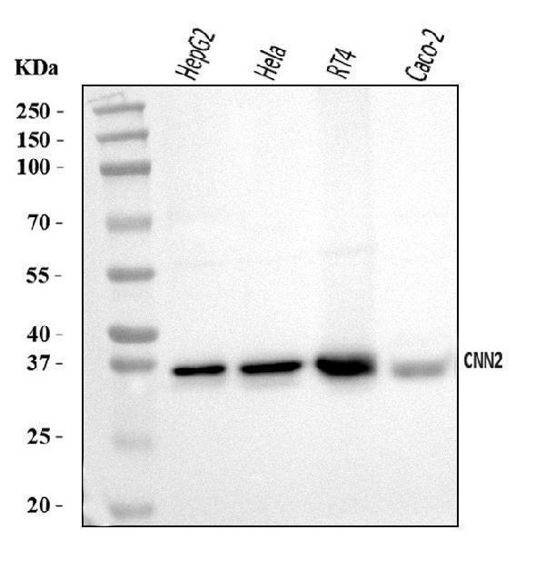 a08680 2 cnn2 primary antibodies wb testing 1