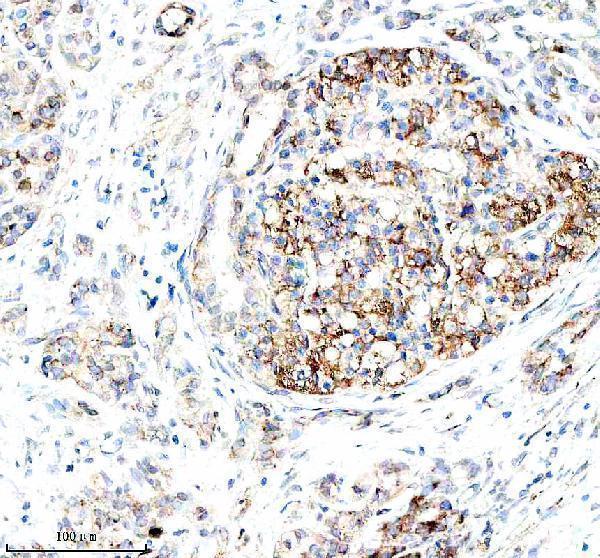 a08683 1 mical2 primary antibodies ihc testing 2