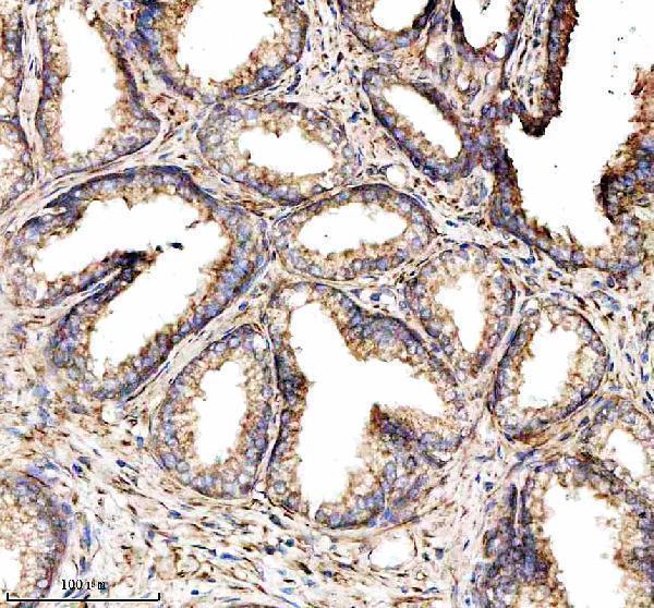 a08683 1 mical2 primary antibodies ihc testing 3