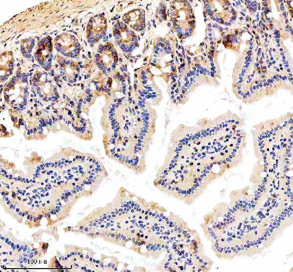 a08683 1 mical2 primary antibodies ihc testing 4