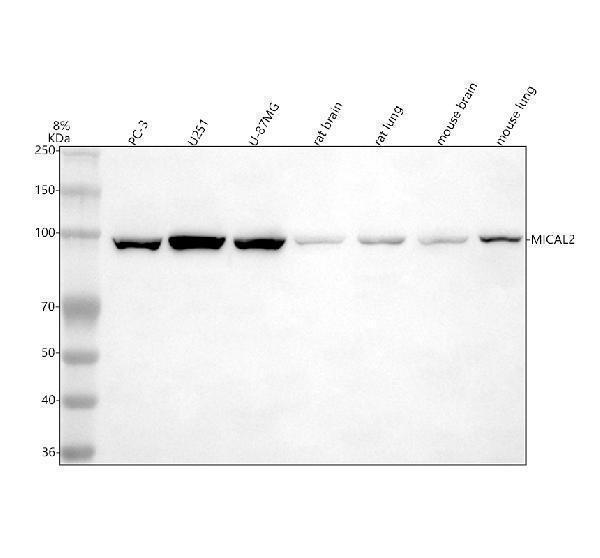 a08683 1 mical2 primary antibodies wb testing 1