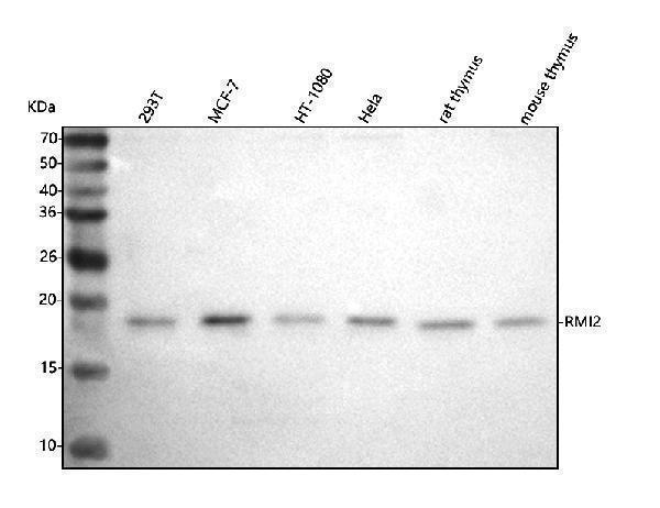 a08685 1 rmi2 primary antibodies wb testing 1