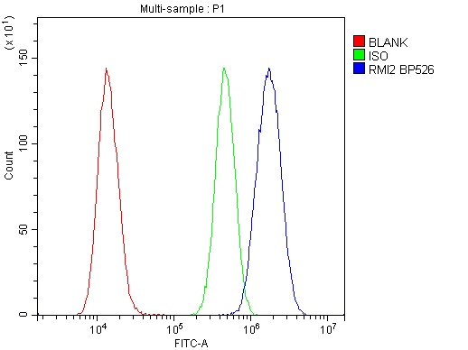 Flow Cytometry analysis of U20S cells using anti-RMI2 antibody (A08685). Overlay histogram showing U20S cells stained with A08685 (Blue line).The cells were blocked with 10% normal goat serum. And then incubated with rabbit anti-RMI2 Antibody (A08685,1μg/1x106 cells) for 30 min at 20°C. DyLight®488 conjugated goat anti-rabbit IgG (BA1127, 5-10μg/1x106 cells) was used as secondary antibody for 30 minutes at 20°C. Isotype control antibody (Green line) was rabbit IgG (1μg/1x106) used under the same conditions. Unlabelled sample (Red line) was also used as a control.
